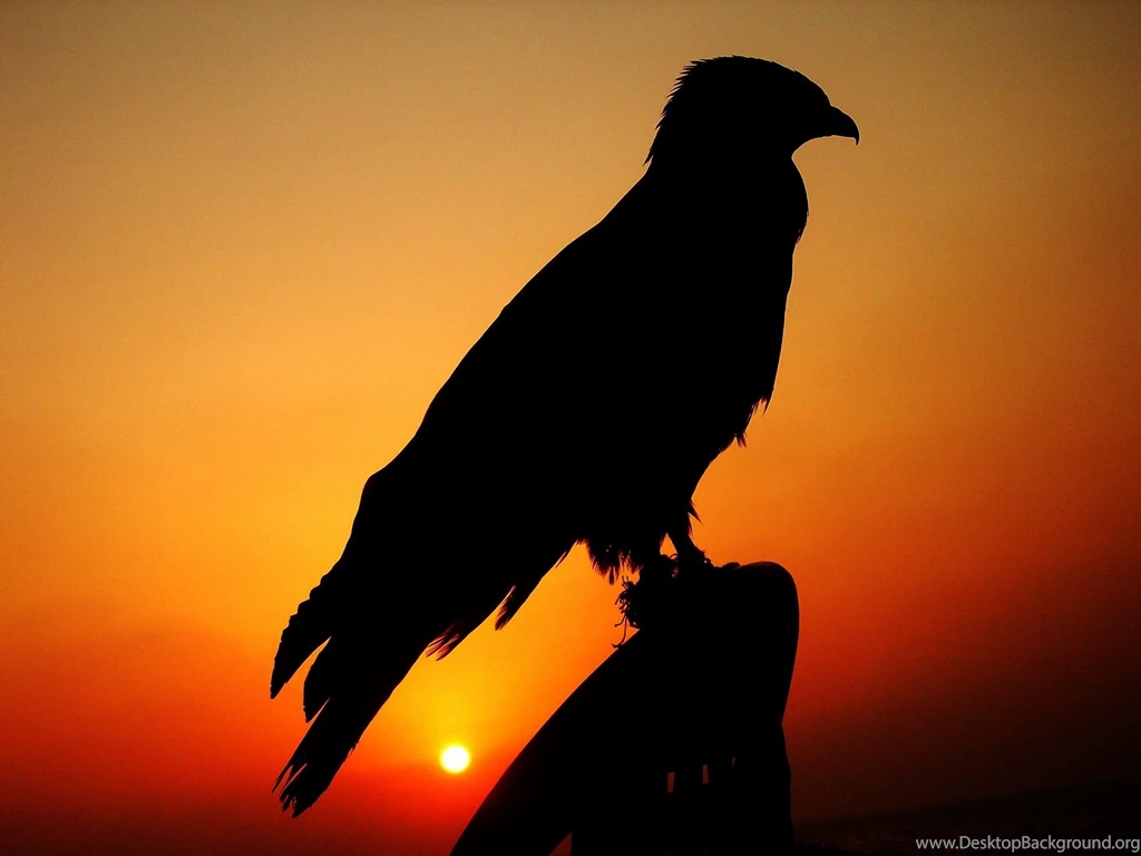 Desktop hd different pictures of birds.jpg