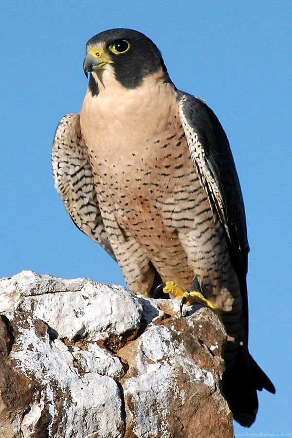 600x900px 147.48 KB Peregrine Falcon