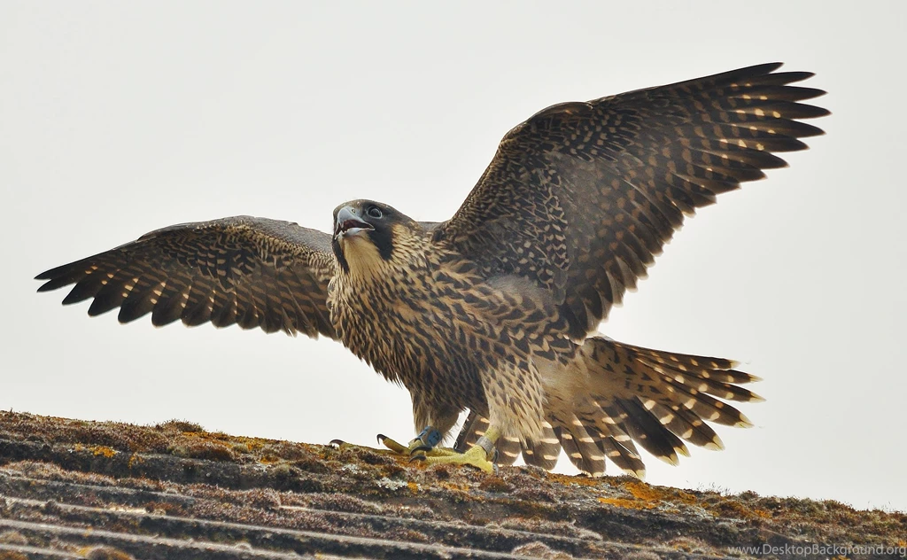 Peregrine Falcon Bird Predator Peregrinus Hd Wallpapers