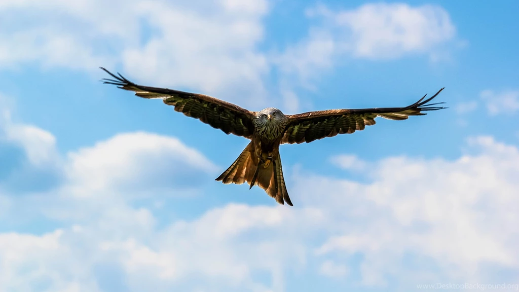 Peregrine Falcon On The Blue Sky Uhd Wallpapers Ultra High ...
