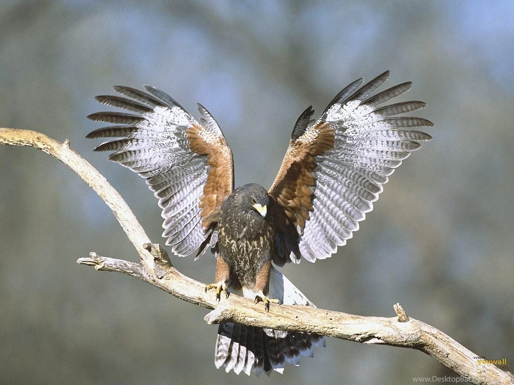 Wildlife Of The World: Falcon Birds HD Wallpapers