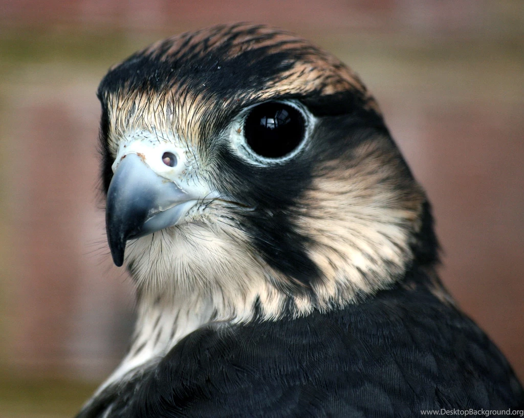 Peregrine Falcon Computer Wallpapers, Desktop Backgrounds ...