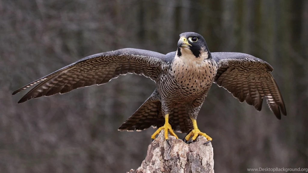 Peregrine Falcon
