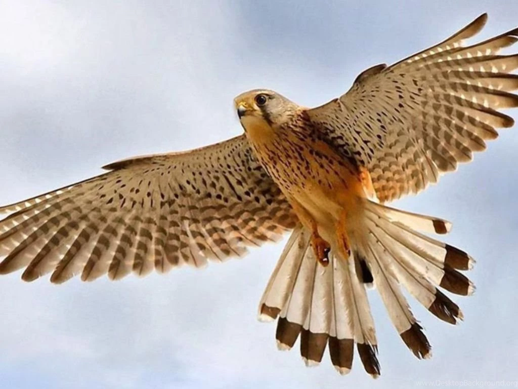Flying Peregrine