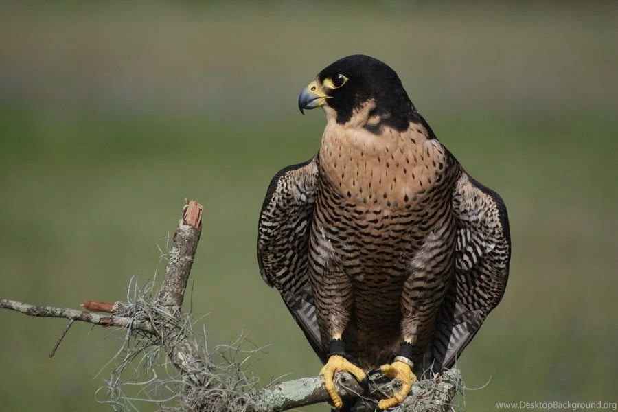 Peregrine Falcon By Scampia On DeviantArt