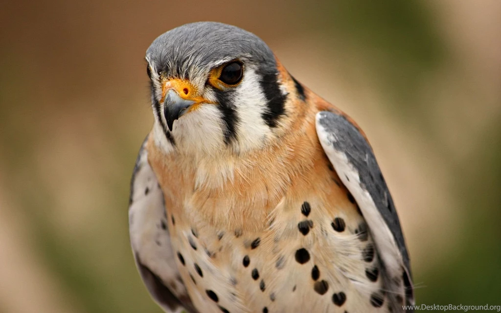 Peregrine Falcon Birds Wallpapers (