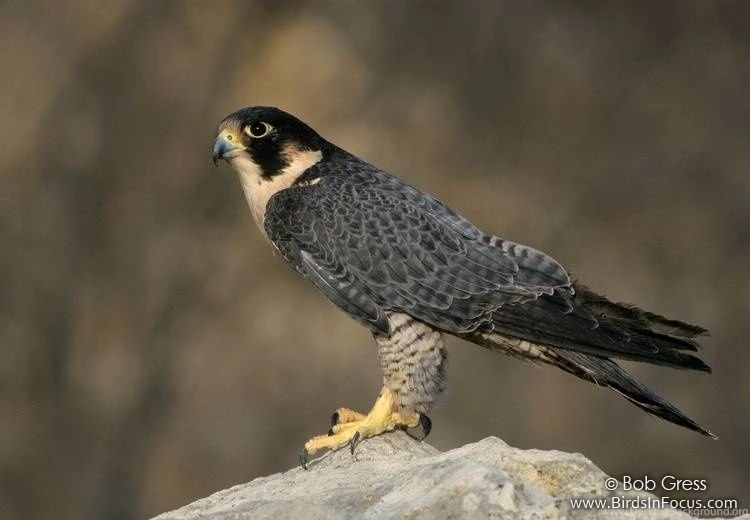 233x357px 22.76 KB Peregrine Falcon
