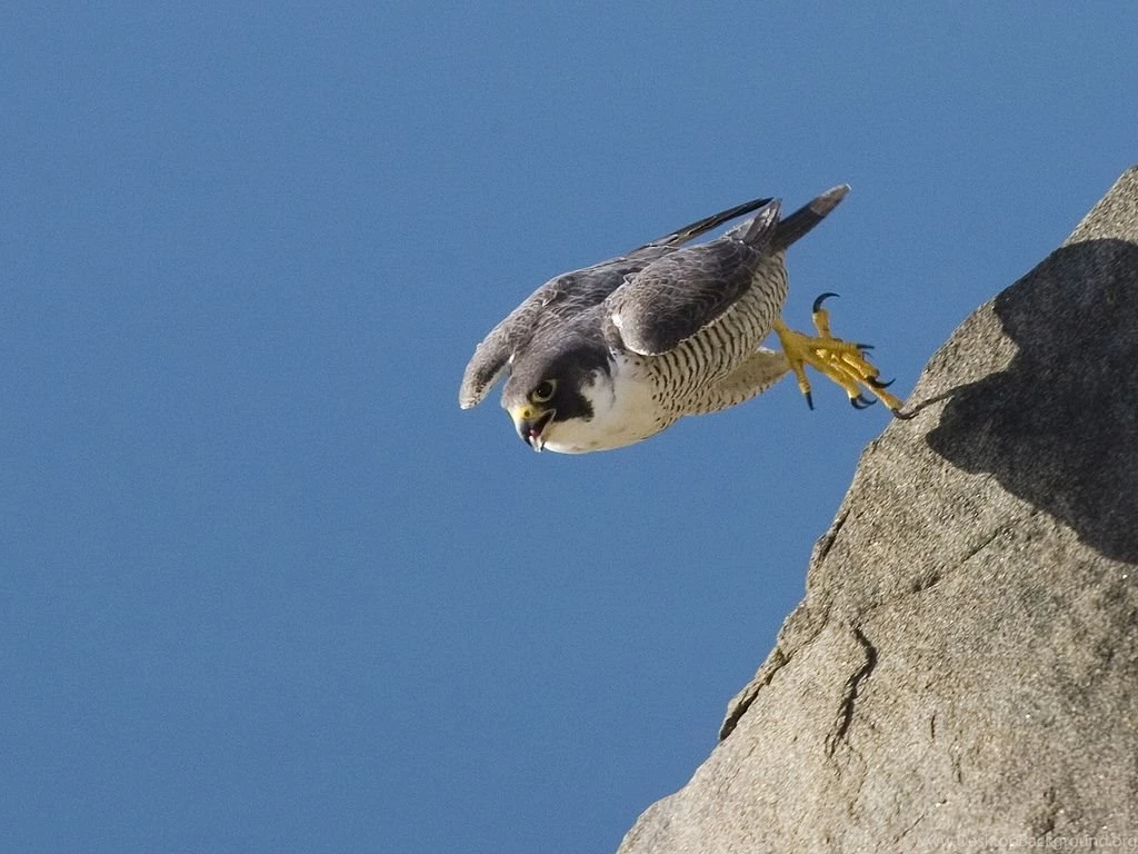 Male Peregrine Falcon Taking Flight