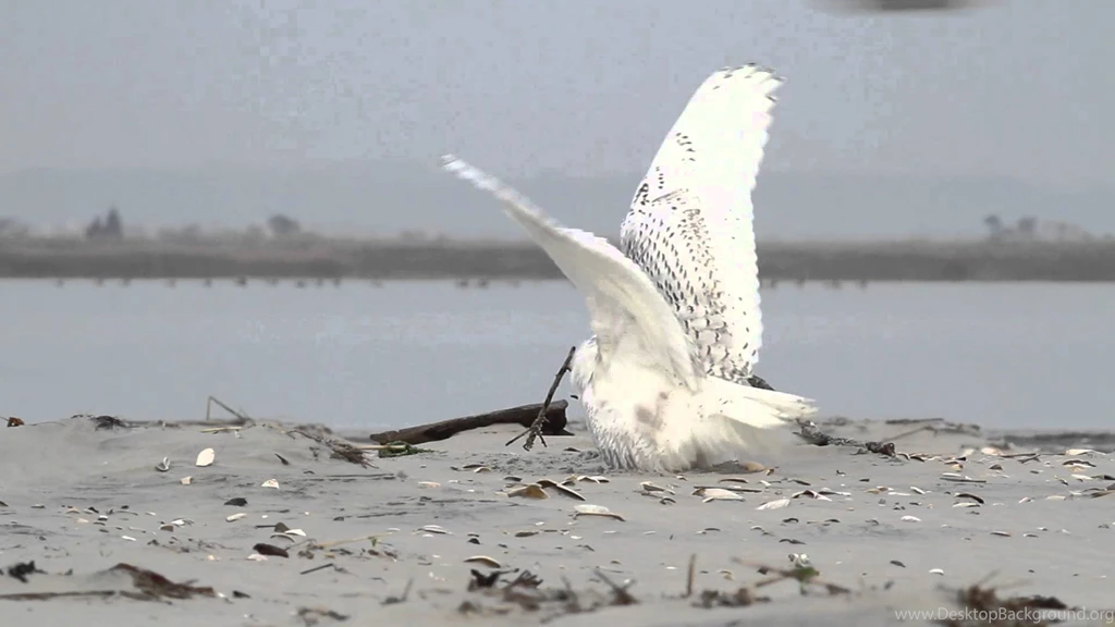 Snowy Owl Vs. Peregrine Falcon YouTube