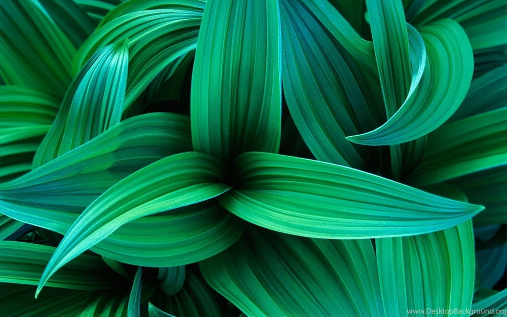 Laptop Review: Desktop Backgrounds Hp (5)