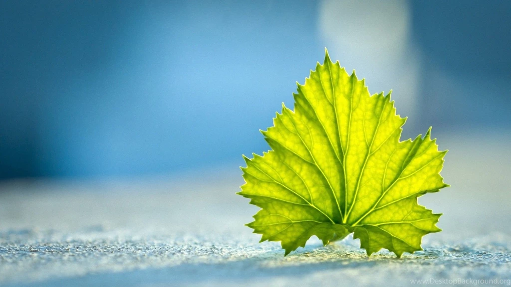 Green Leaves With Blue Backgrounds Wallpapers Free Green Leaves With ...