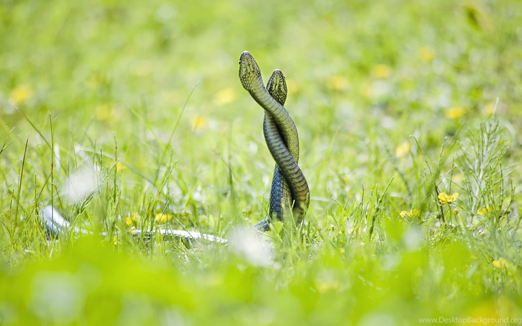 Decorate Your Desktop With A Nature Backgrounds Image
