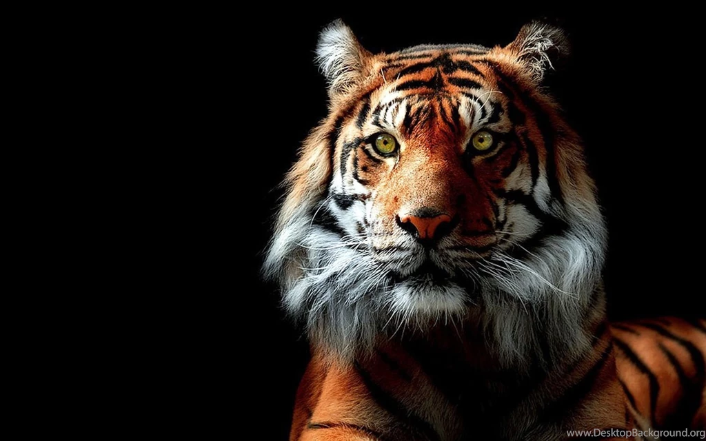 Tiger Backgrounds Pictures
