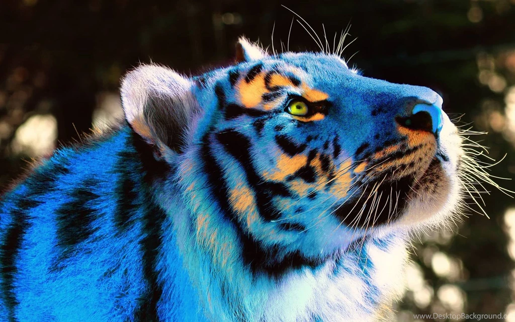 Cool Tiger Backgrounds