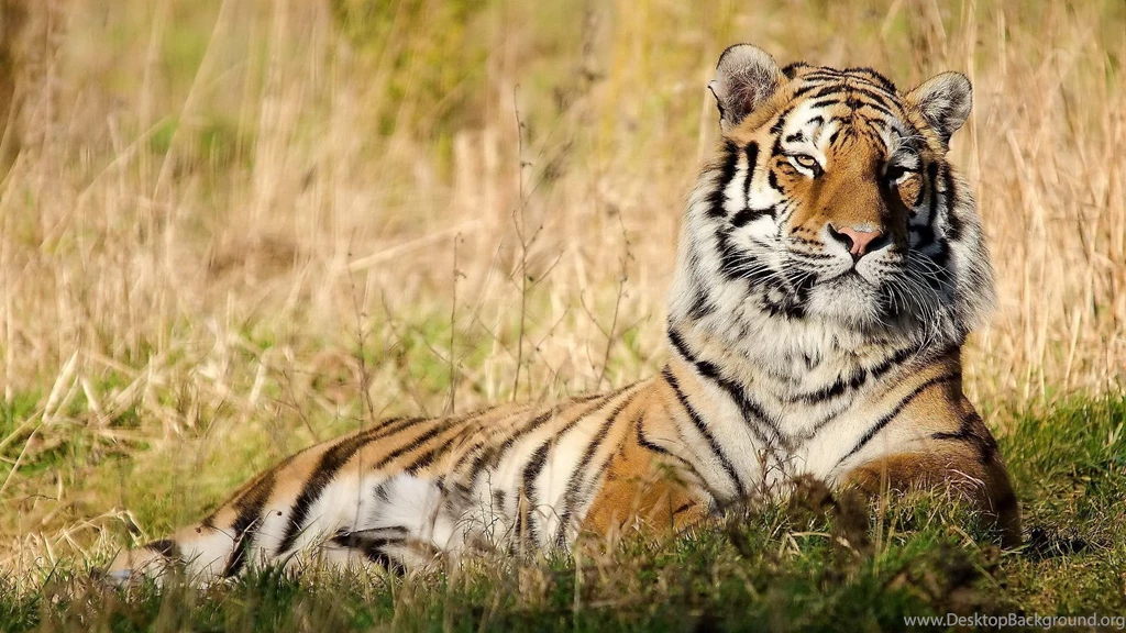 Cool Tiger Wallpapers For Desktop HD Wallpapers