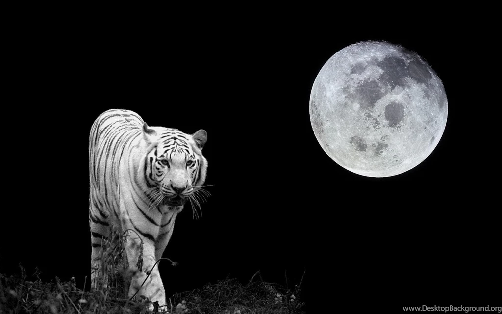 Cool Tiger Wallpapers