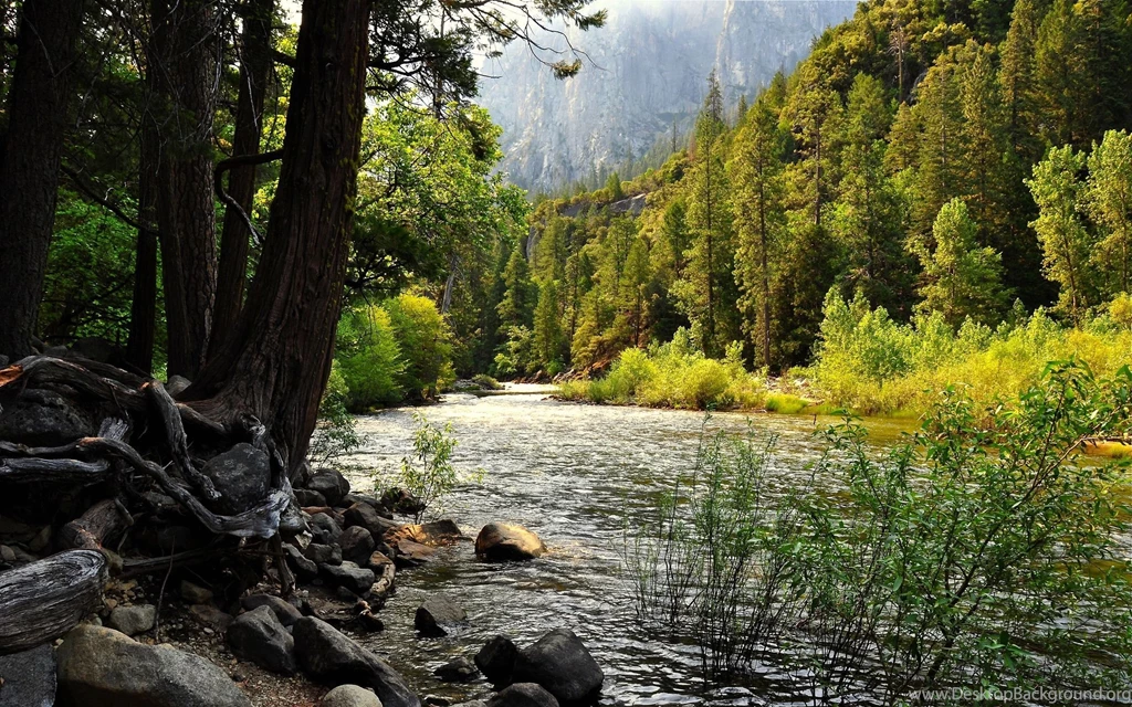 Forest Desktop Backgrounds 1651890