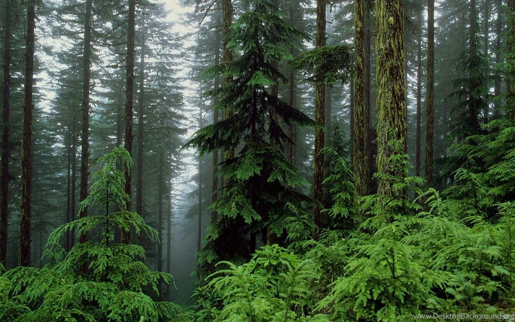 Forest Desktop Backgrounds