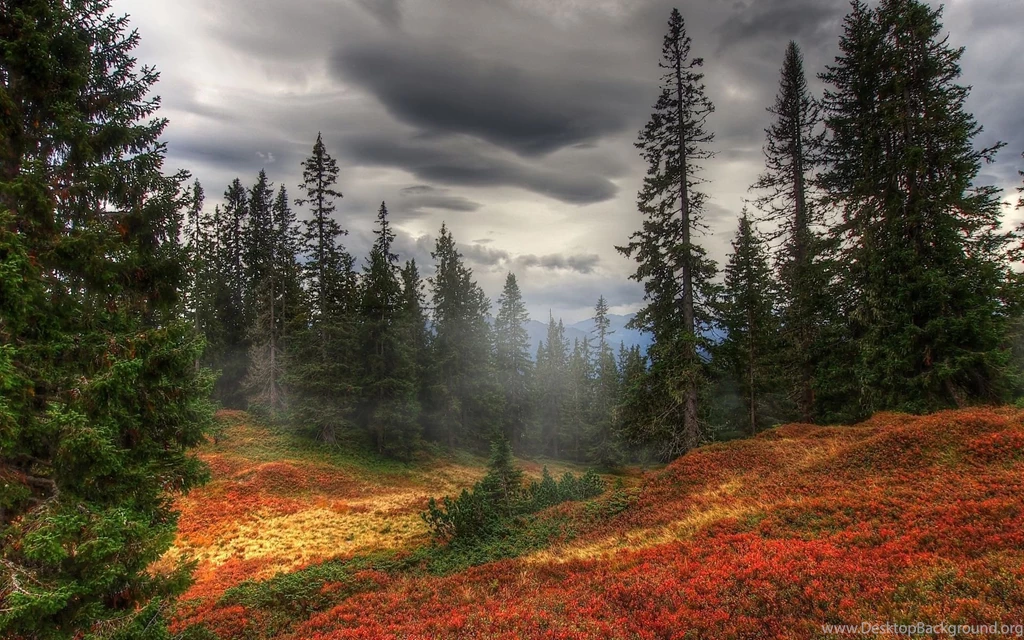 Forest Wallpaper Backgrounds HD