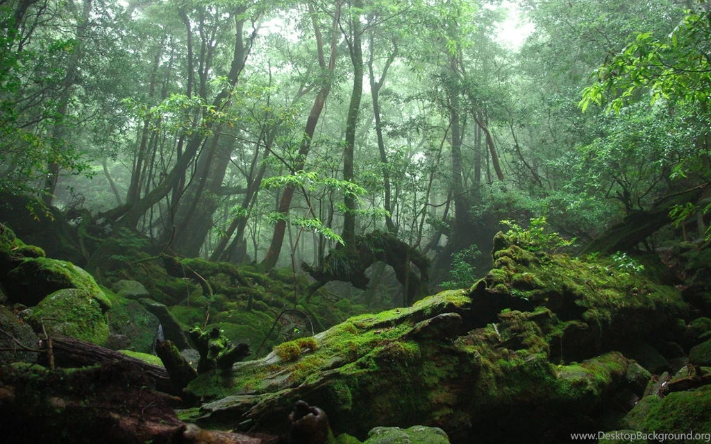 Mossy Rocks In The Forest Wallpapers Wide Picture