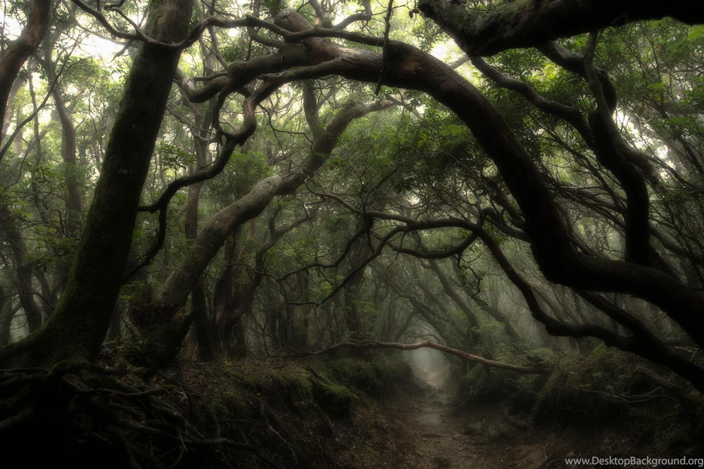 Dark Forest HD Wallpapers Desktop Backgrounds Free Download