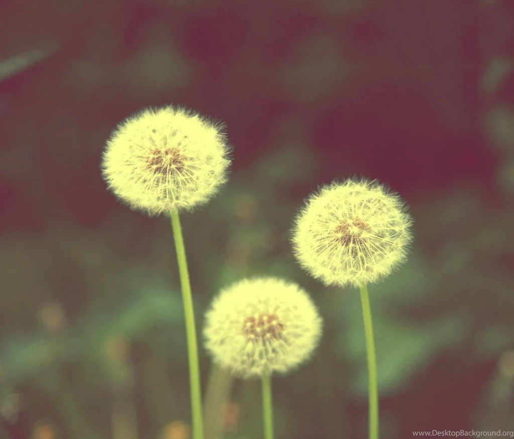 Vintage Dandelion Plant Tablet Phone Wallpaper Backgrounds Album ...