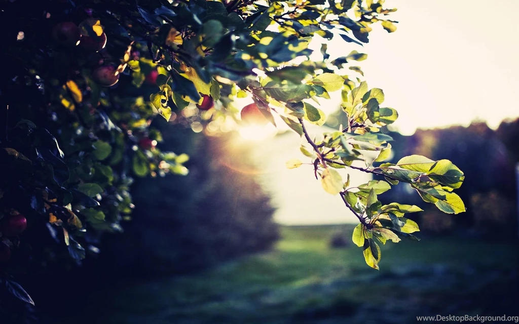 Gallery For Latest Hd Widescreen Wallpapers Free Download