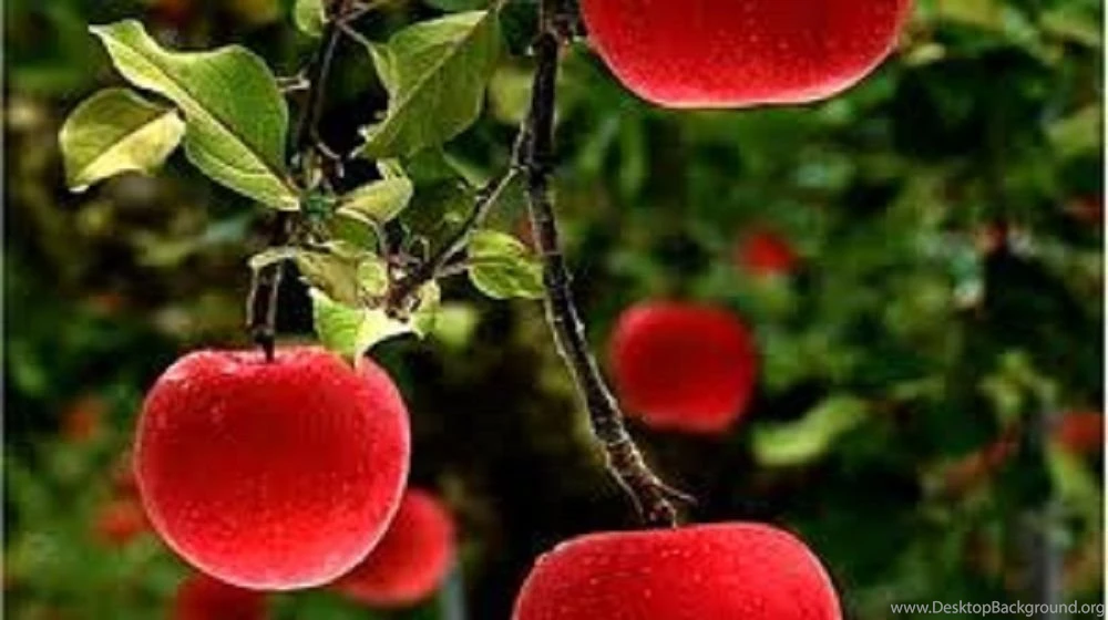 Apple Tree Wallpapers Desktop Widescreen.jpg