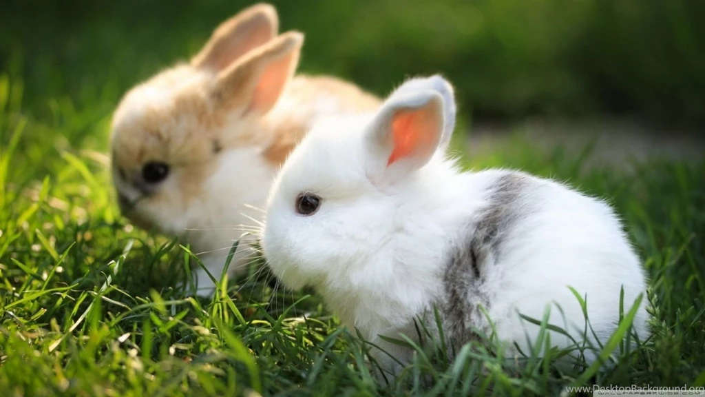 Cute Bunnies HD Desktop Wallpapers : Widescreen : High Definition ...