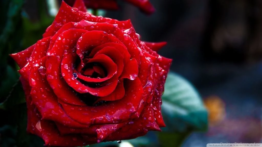 Red Rose Macro Shoot HD Desktop Wallpapers : Widescreen : High ...