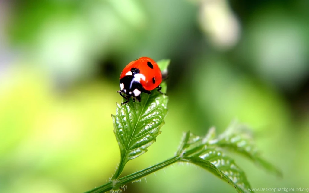 Ladybug Animal Macro Photography Wallpapers HD