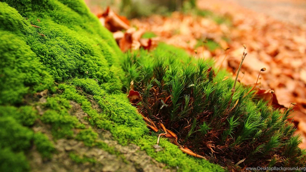 Free HD Wallpapers 1920x1080 Desktop Backgrounds
