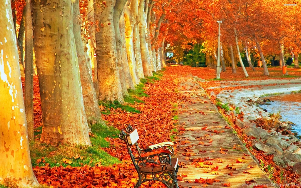 Relaxing View Int He Autumn Park Wallpapers