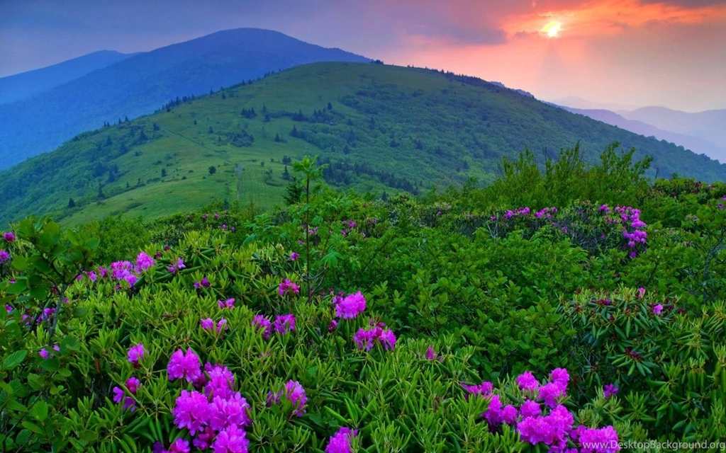 Purple Shrubs In He Field Widescreen Wallpapers
