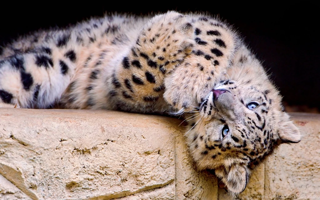 Snow Leopard HD Images Wallpapers Attachment 8213 Amazing Wallpaperz