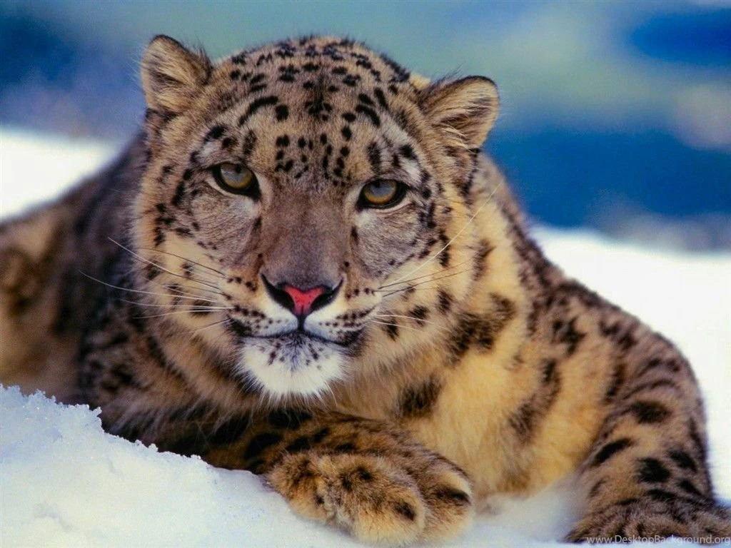 White Snow Leopards HD Wallpapers