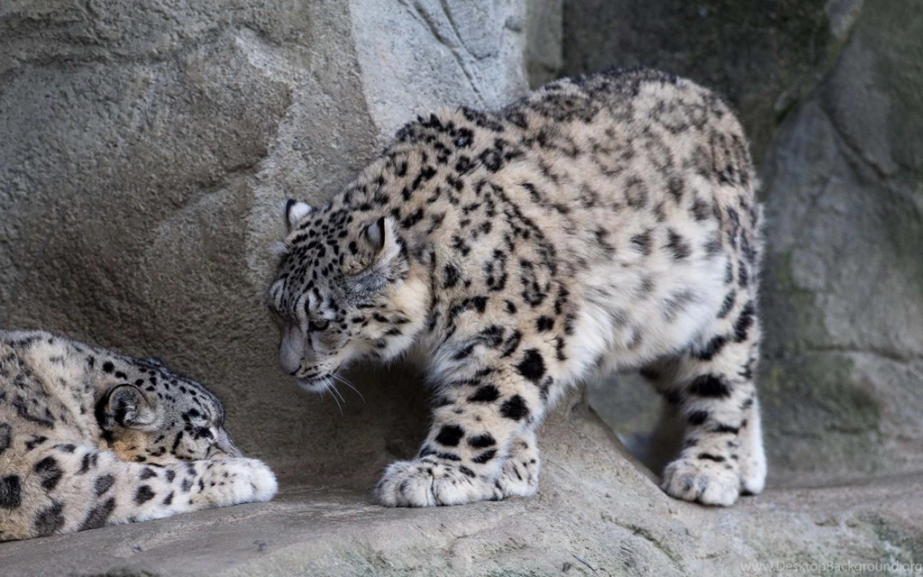 Snow Leopard Full HD Wallpapers
