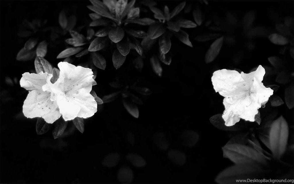 Black And White Flower Images Download