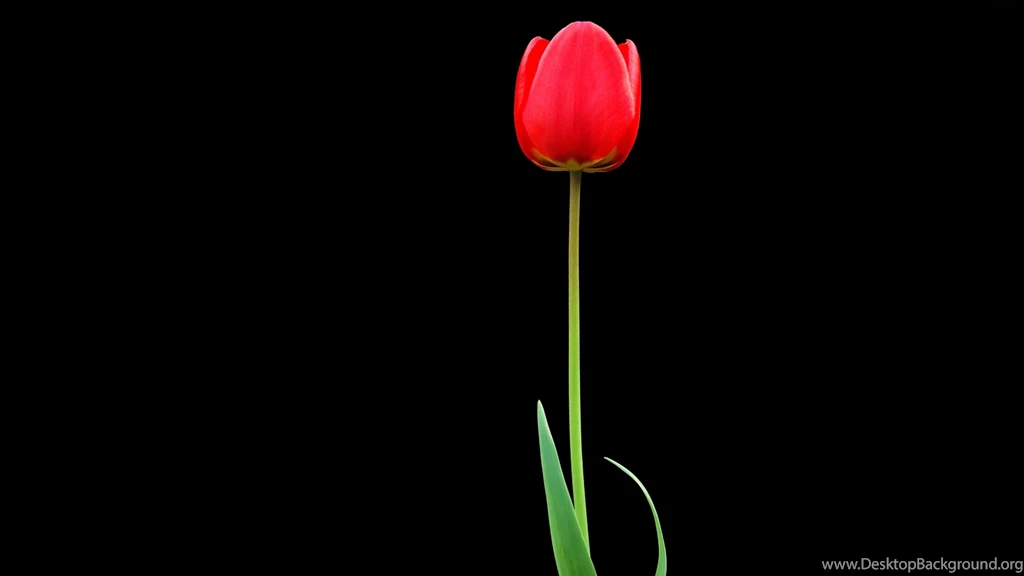 Download Wallpapers 3840x2160 Tulip, Red, Flower, One, Black ...