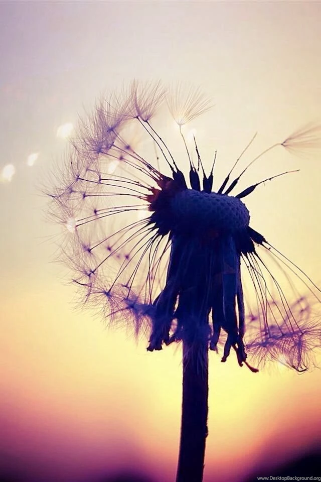 Phone Backgrounds :) On Pinterest