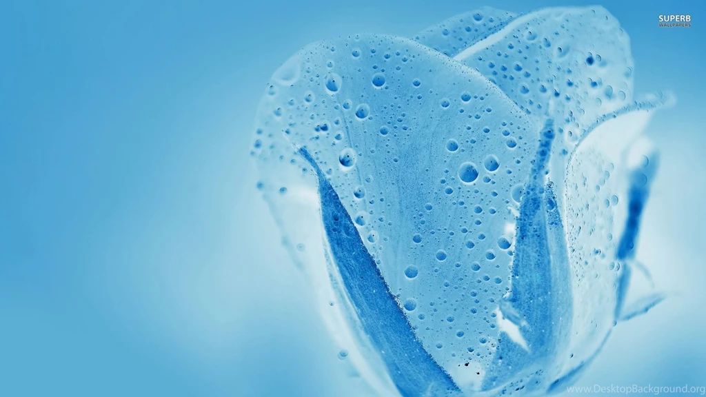 Blue Water Rose Wallpapers And Images Wallpapers, Pictures, Photos