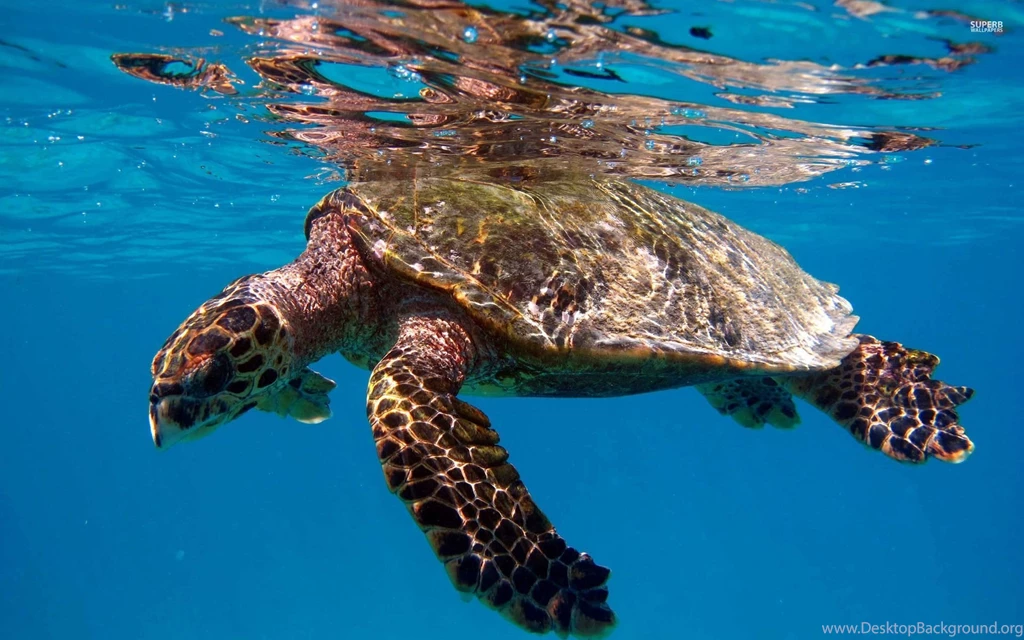 Turtle Swimming In The Clear Blue Water Wallpapers Animal ...