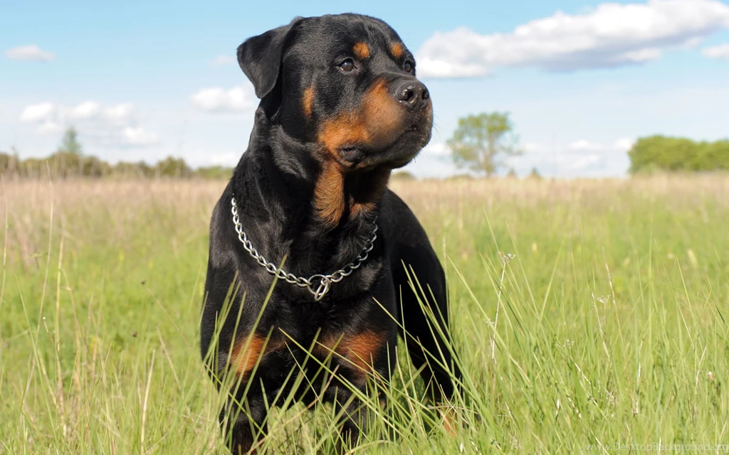 Rottweiler_wallpaper_1617.jpg