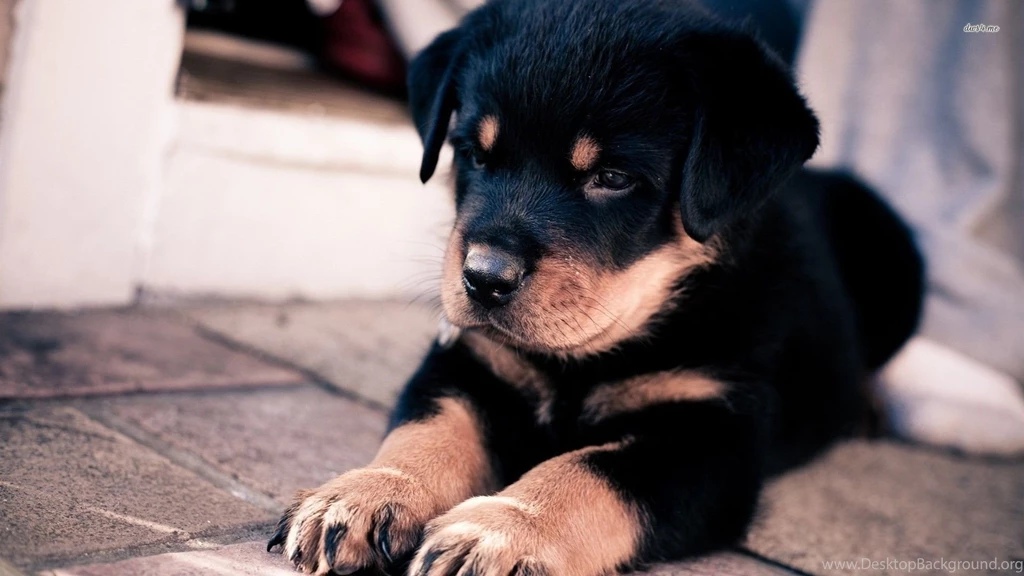 Cute Rottweiler Puppies Wallpapers
