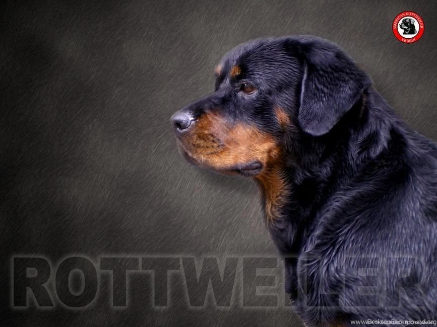 O9100uwe: Rottweiler Wallpapers