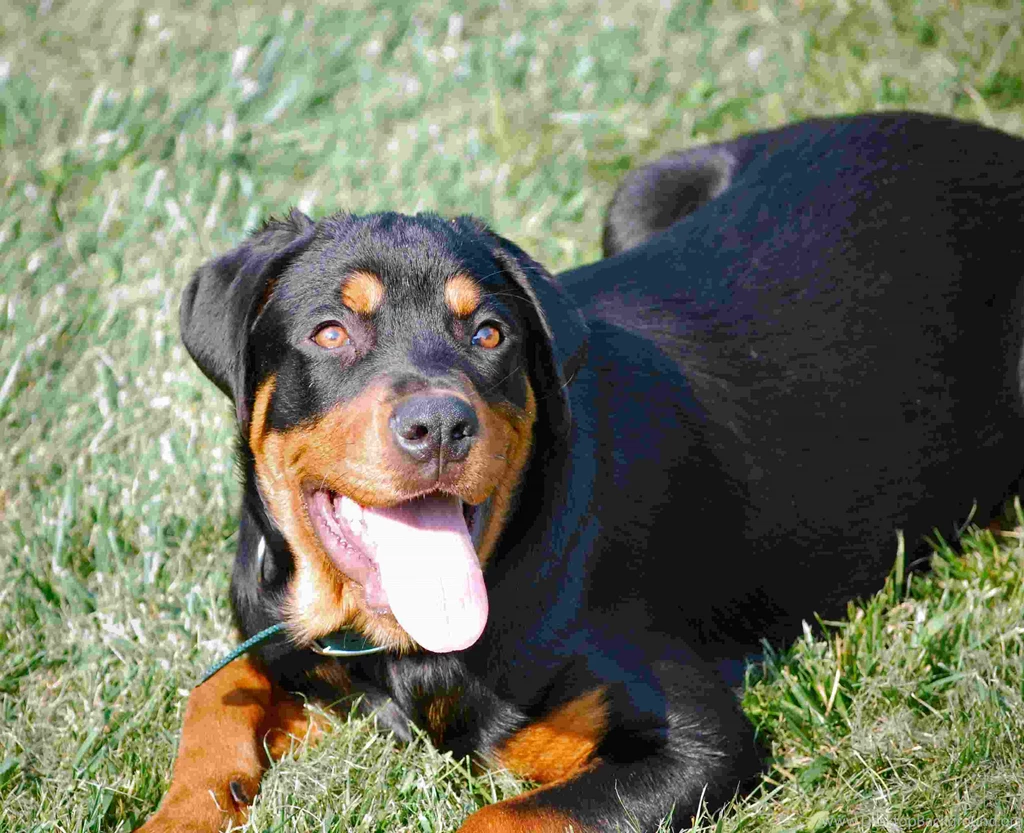 Rottweiler Dog Images