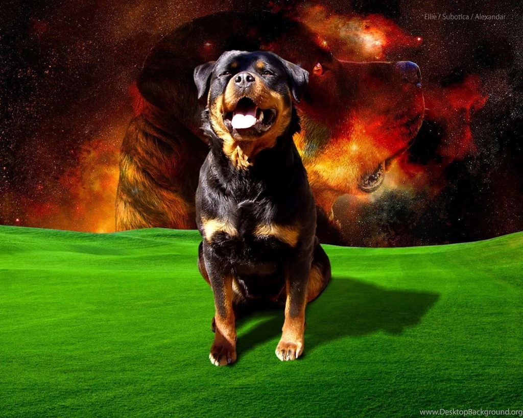 Wallpaper, Dog, Rottweiler, Rotvajler, Pas
