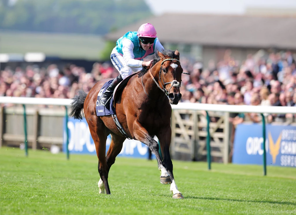 Animals Sports Horses British Horse Racing Frankel Jockey