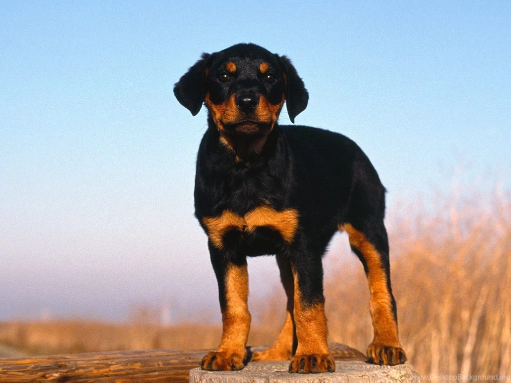 Gallery For Puppy Rottweiler Wallpapers