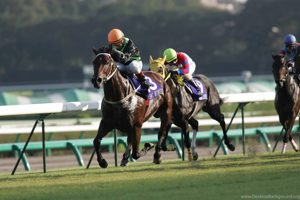 HORSE RACING Race Equestrian Sport Jockey Horses Wallpapers ...
